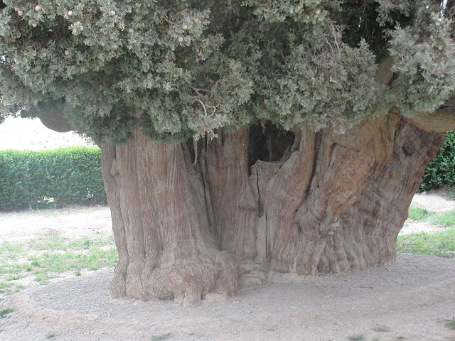 درخت-سرو